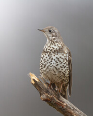 Wall Mural - Bird - Mistle Trush Turdus viscivorus autumn time Poland Europe