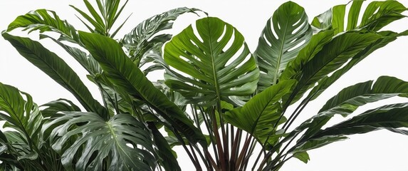 Poster - monstera plant leaves with large cutouts isolated on white background featuring rich green colors an