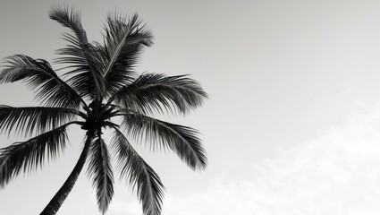 Poster - black and white silhouette of a palm tree against a light sky with copy space for text placement