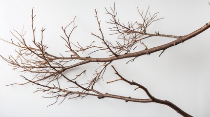 Poster - Dried tree branches on a white background with natural texture and detail suitable for background use or artistic compositions Copy Space