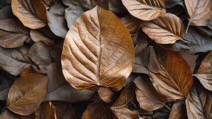 Poster - autumn leaves in various shades of brown and gray piled together on a flat surface with copy space f