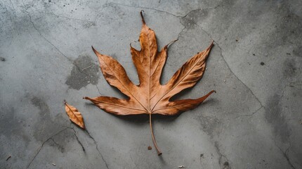 Poster - brown maple leaf resting on a textured concrete surface with smaller leaf fragment beside it copy sp