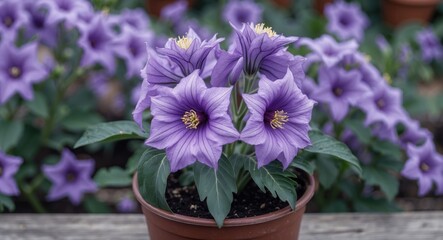 Poster - purple bell flowers in a terracotta pot with lush green foliage and blurred purple floral background
