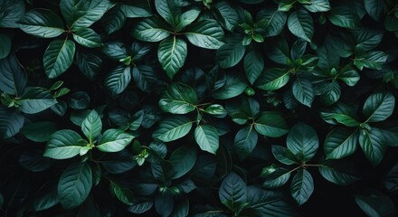 Poster - dense arrangement of dark green leaves on a natural background with ample copy space for text placem