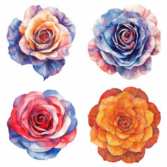 Poster - Watercolor rose illustrations floral art colorful palette creative studio detailed view artistic translation background