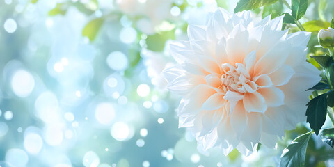 Wall Mural - Soft dahlia flower with leaves on natural blurred background and soft light.