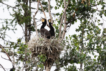 Sticker - Two  cormorant chicks in the trees