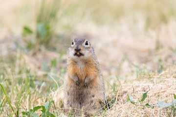 Wall Mural - Gopher stands in the grass on a summer day