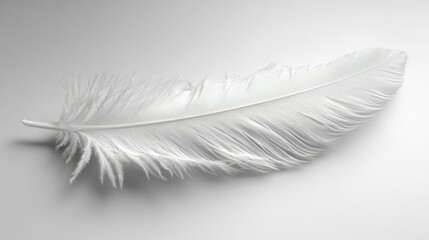 Wall Mural - Single white feather soft light background