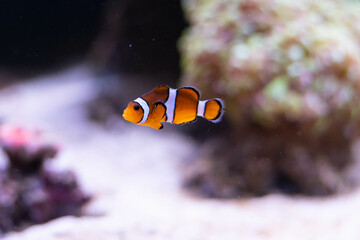 Wall Mural - Clown fish in the deep sea. Exotic colorful fish in clear water. Blurred background. 