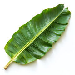 Wall Mural - Close-up of a vibrant green tropical banana leaf isolated on a white background.  Perfect for nature-themed designs.