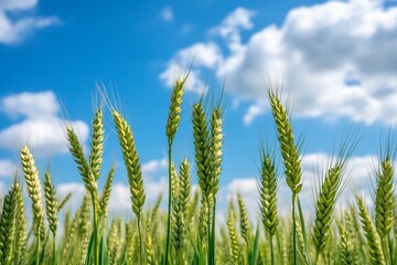 Wall Mural - Lush green wheat field under a bright blue sky with fluffy clouds (1)