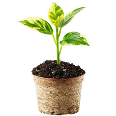 Wall Mural - Vibrant Green Potted Plant: A Close-Up View of a Thriving Seedling in a Brown Pot