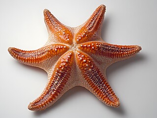 Poster - Captivating Starfish Radiating Warmth and Natural Beauty Against a Clean Minimalist Backdrop
