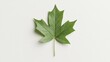 © musa - Single green maple leaf on white background; nature, botany