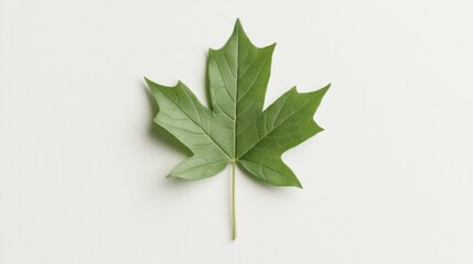 Wall Mural - Single green maple leaf on white background; nature, botany