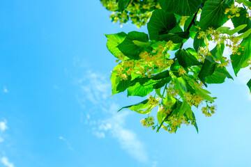 Wall Mural - A tree with green leaves and yellow flowers is in the sky
