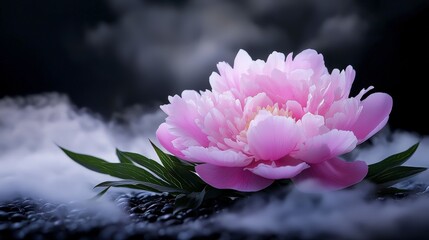 Aufkleber - Soft pink peony surrounded by mist nature close-up ethereal atmosphere tranquil concept