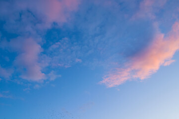 Wall Mural - evening sky background, dramatic evening sky in picturesque tones, vast panoramic sky with pink clou