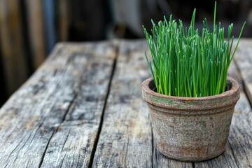 Poster - Freshly grown green chives in a rustic pot on a weathered wooden table in natural light