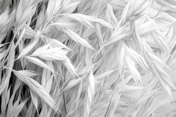 Poster - Textured white grass creates a soft and serene background in a minimalist setting