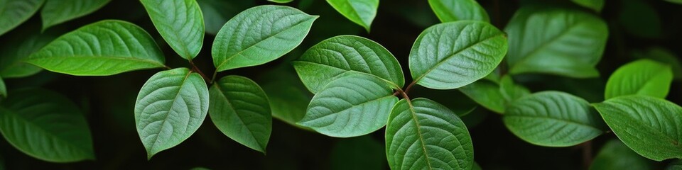 Aufkleber - A detailed shot of a plant's foliage, suitable for use in nature-inspired designs or as a texture element
