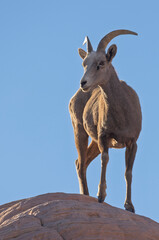 Wall Mural - Desert Bighorn Sheep in Winter in the Valley of Fire State Park Nevada