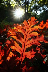 Wall Mural - Autumn leaf illuminated by sunlight in forest, creating warm light. Editorial use