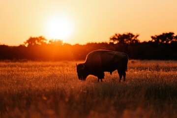 Wall Mural - Bison grazing at sunset in grasslands. Wildlife scene for nature and conservation