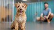 © JoxyAimages - A happy dog is captured in a lively indoor setting, showcasing its playful personality, with a bright expression and a joyful demeanor surrounded by blurred figures.