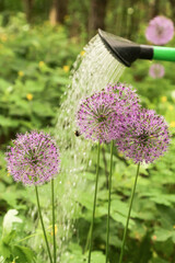 Wall Mural - Watering purple pink violet allium flower in spring summer garden. Watering can with water and flowers on flower bed close up