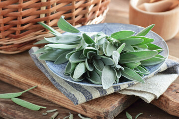 Wall Mural - Clary sage  leaves in an oriental plate with fresh and dry herbal leaves on wooden rusric table, closeup,natural green medicine concept