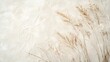© muhamad - Dry Grass On A Textured Background. Minimalist Aesthetic Backdrop For Graphic Design Projects.