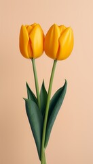 Poster - A vibrant single flower illustration  a large tulip or daffodil on a soft gradient background