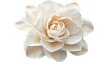 Top view of a white gardenia with delicate petals, isolated on a white background.