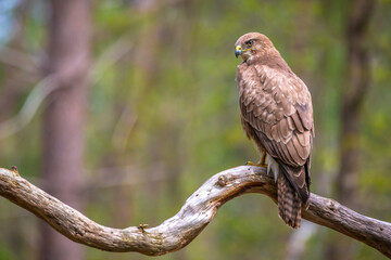 common buzzard, buteo buteo, bird of prey perched