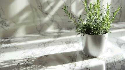 Canvas Print - A vibrant green rosemary plant in a sleek silver pot, casting soft shadows on a marble countertop, enhancing the serene atmosphere