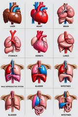 Wall Mural - Detailed 3x3 Grid of Human Organs Realistic Anatomical Illustration