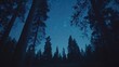 © STwul - Night sky, stars, forest, trees, low angle, camping, background, nature, tranquil, wallpaper