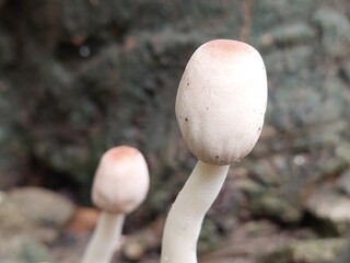 this is a white mushroom