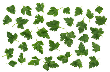 Wall Mural - Fresh green parsley leaves pattern isolated on white background, top view