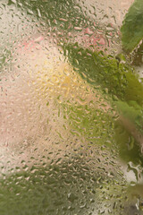 Wall Mural - Soft focus pink flower, green leaf through glass with wet water drops. Abstract nature blur beige background.