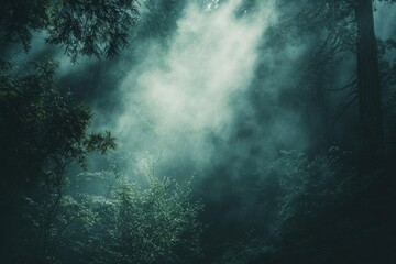 Poster - enigmatic forest scene shrouded in mist, sunlight filtering through dense foliage.