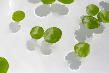 Wall Mural - Fresh green leaves of Centella asiatica or gotu kola or asiatic pennywort, floating on water. It is a medicinal herb with many health benefits.