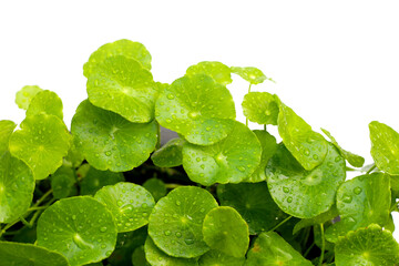 Wall Mural - Green leaves of centella asiatica with rain drop (Gotu Kola) Fresh herb plant