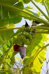 Wall Mural - Banana green fruits. A cluster of bananas