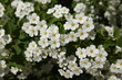 © Unedited Photos - White flowering spiraea shrub in the spring - Vilnius, May 2024