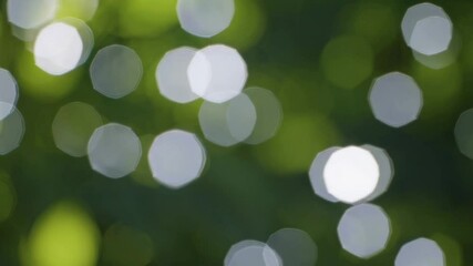 Aufkleber - Bokeh lights effect on green leafy background, abstract nature concept