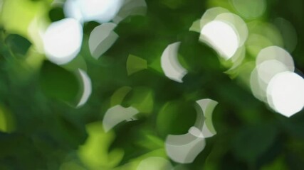 Poster - Blurred green bokeh of sunlight through leaves, nature background. Eco-friendly and tranquility concept