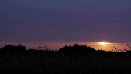 Poster - Silhouette of grass and trees against dark blue and purple twilight sky, tranquil evening landscape with natural beauty concept